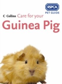 Care for Your Guinea Pig