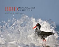 Bird Photographer of the Year