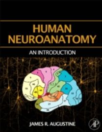 Human Neuroanatomy Human Neuroanatomy