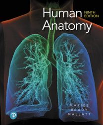 Human Anatomy Human Anatomy