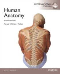 Human Anatomy Human Anatomy