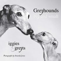 Greyhounds Big and Small Greyhounds Big and Small