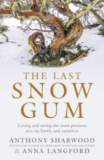 Last Snow Gum