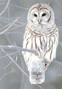 Snow Owl Boxed Holiday Notecards