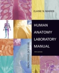 Human Anatomy Human Anatomy