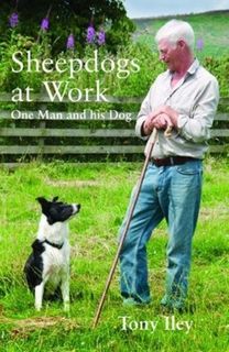 Sheepdogs at Work