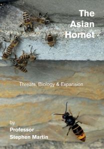 Asian Hornet