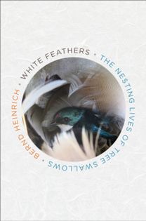 White Feathers