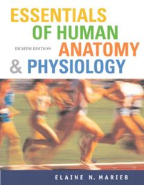 Essentials of Human Anatomy and Physiology Essentials of Human Anatomy and Physiology