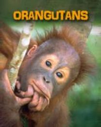 Orangutans