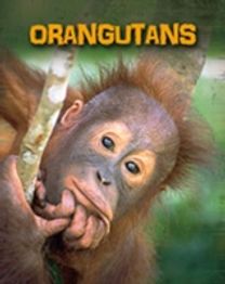 Orangutans