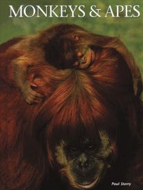 Monkeys & Apes