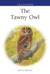 Tawny Owl