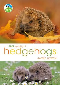 Rspb Spotlight Hedgehogs