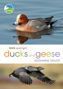 Rspb Spotlight Ducks and Geese