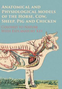 Anatomical and Physiological Models of the Horse, Cow, Sheep, Pig and Chicken - Colored to Nature - with Explanatory Key Anatomical and Physiological Models of the Horse, Cow, Sheep, Pig and Chicken - Colored to Nature - with Explanatory Key