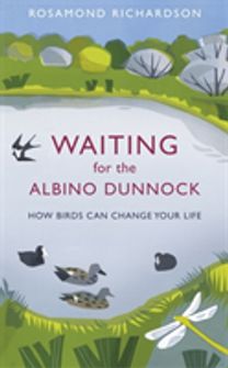 Waiting for the Albino Dunnock