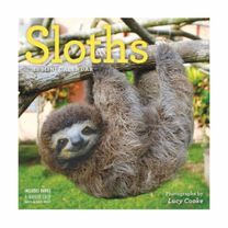 Sloths Mini Wall Calendar 2018