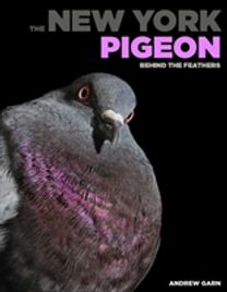 New York Pigeon