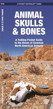 Animal Skulls & Bones