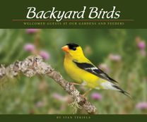 Backyard Birds