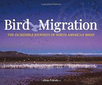 Bird Migration
