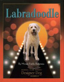 Labradoodle
