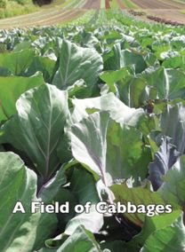 Field of Cabbages