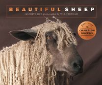 Beautiful Sheep