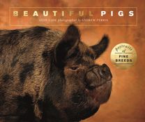 Beautiful Pigs