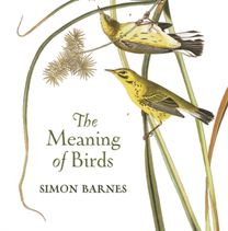 Meaning of Birds
