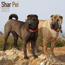 Shar Pei 2021 Wall Calendar