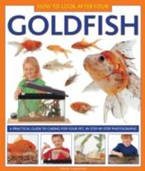 How to Look After Your Goldfish
