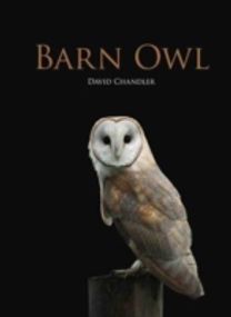 Barn Owl