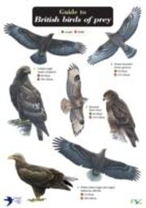 Guide to British Birds of Prey