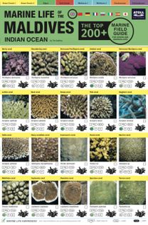 Maldives Marine Life Field Guide