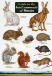 Guide to the Land Mammals of Britain