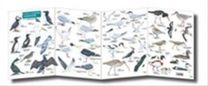 Guide to Summer Coastal Birds