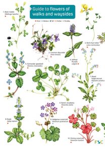 Guide to Flowers of Walks and Waysides