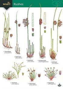 Guide to Rushes