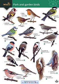 Park and Garden Birds