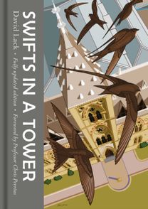 Swifts in a Tower
