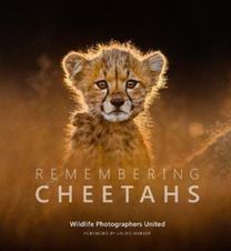 Remembering Cheetahs