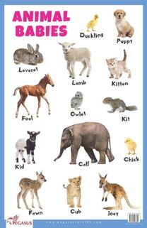 Animal Babies Educational Chart