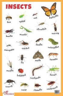 Insects Educational Chart