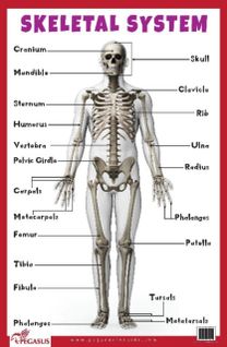 Skeletal System Educational Chart