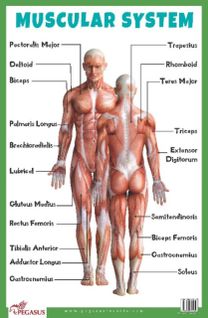 Muscular System