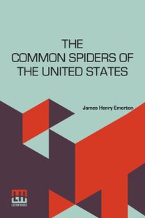 Common Spiders of the United States