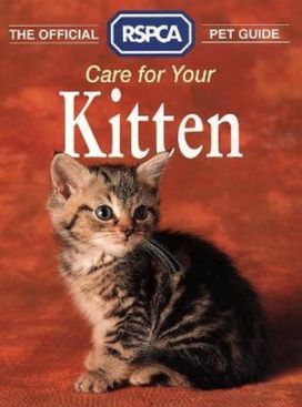 Care for Your Kitten