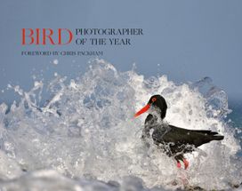 Bird Photographer of the Year